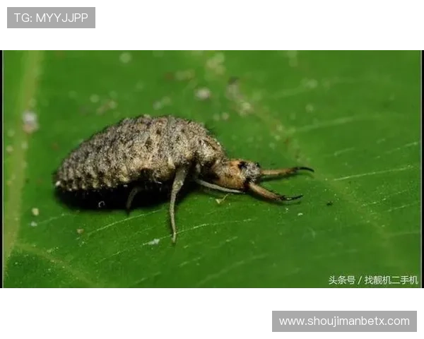 万博max官网ios版本常见问题解决方案与用户体验优化建议